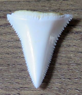 1.  275 " Lower Nature Modern Great White Shark Tooth (teeth)