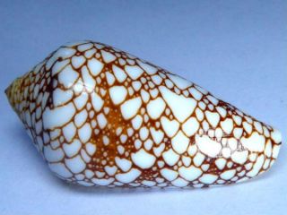 Seashell,  Conus Pennaceus