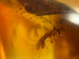 furry Neuroptera lacewing Burmite Myanmar Burma Amber insect fossil dinosaur age 2