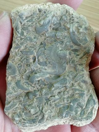 Drepanura Trilobite Fossil,  Cambrian,  Laiwu City,  Shandong,  China Af31