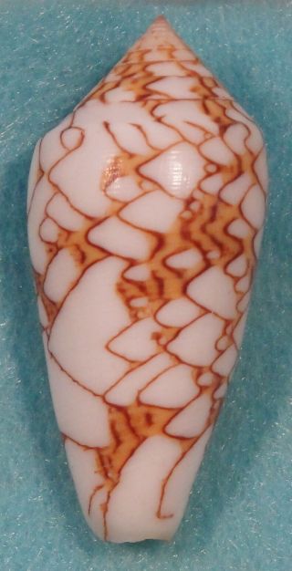 Conus Textile 42mm On Rocks Off Madang,  Guinea Formerly Textile Verriculum