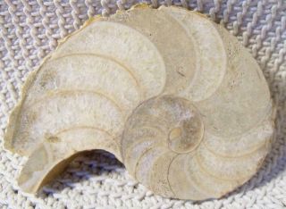 Siber,  Siber Ammonite Nautilus Fossil Cut 165 Million Yrs Old/jfrassic Nw France