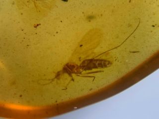 Unknown Big Fly&spider Burmite Myanmar Burmese Amber Insect Fossil Dinosaur Age
