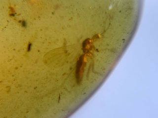 unknown big fly&spider Burmite Myanmar Burmese Amber insect fossil dinosaur age 3