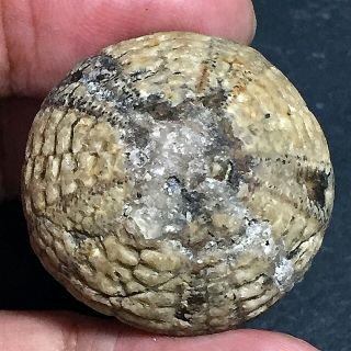 30mm Brown Gray White Natural Indonesia Echinoid Fossil Sea Urchin Jurassic Age