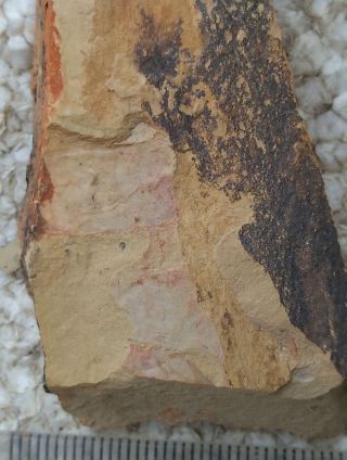 Fossils Unknown Arthropod,  Very Rare,  Very Cool P03