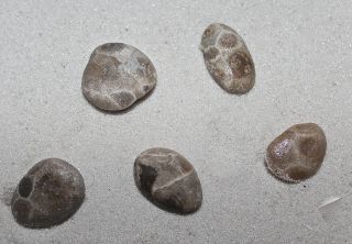 Lake Michigan Unpolished Petoskey Stones Set Of 5 Aprox.  1/2 " - 1 " Jewelry Size