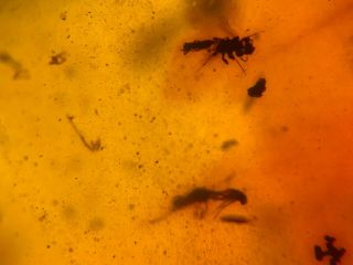 Stinkbug&wasp&barklice&beetle Burmite Myanmar Amber Insect Fossil Dinosaur Age