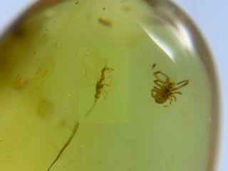 Unknown Fly Bug&spider Burmite Myanmar Burma Amber Insect Fossil Dinosaur Age