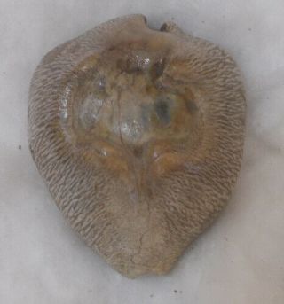 Shell Fossil Cypraea (barycypraea) Quadrinodosa 45mm