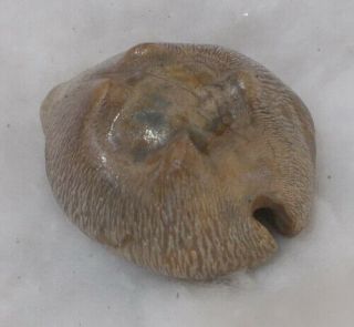 SHELL FOSSIL Cypraea (Barycypraea) quadrinodosa 45mm 2