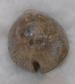 SHELL FOSSIL Cypraea (Barycypraea) quadrinodosa 45mm 3