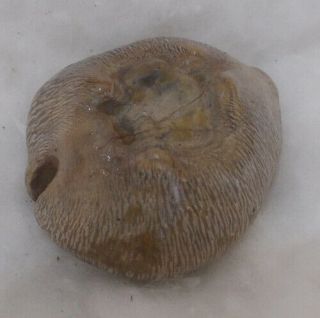 SHELL FOSSIL Cypraea (Barycypraea) quadrinodosa 45mm 4