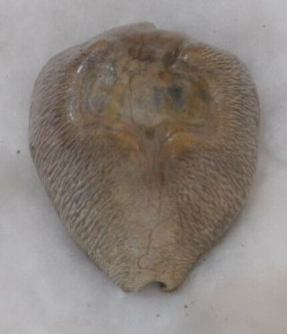 SHELL FOSSIL Cypraea (Barycypraea) quadrinodosa 45mm 5
