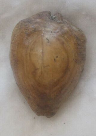 Shell Fossil Cypraea (barycypraea) Beberkiriana 42.  4mm