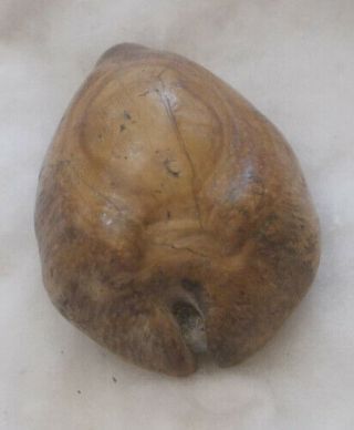 SHELL FOSSIL Cypraea (Barycypraea) beberkiriana 42.  4mm 2