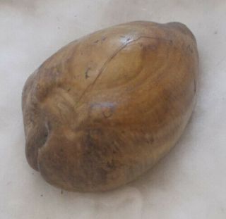 SHELL FOSSIL Cypraea (Barycypraea) beberkiriana 42.  4mm 3