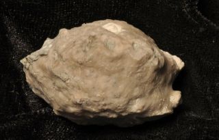 Fossil Crinoid - Megistocrinus Sp.  From Michigan