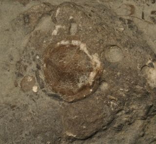 Fossil Edrioasteroid - Isorophusella Incondita From Ontario 3