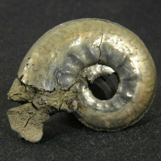 1.  3in (3.  4cm) Pyritized Ammonite Brightia Jurassic Callovian Russian Fossil