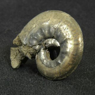 1.  3in (3.  4cm) pyritized Ammonite Brightia Jurassic Callovian Russian fossil 3