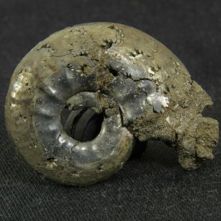 1.  3in (3.  4cm) pyritized Ammonite Brightia Jurassic Callovian Russian fossil 4
