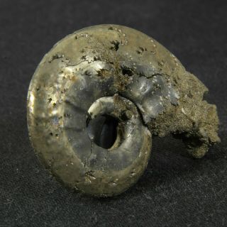 1.  3in (3.  4cm) pyritized Ammonite Brightia Jurassic Callovian Russian fossil 5
