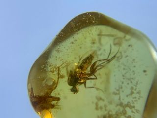 Furry Diptera Fly Burmite Myanmar Burma Amber Insect Fossil Dinosaur Age