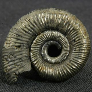 1in (2.  6cm) Pyritized Ammonite Binatisphinctes Jurassic Callovian Russian Fossil