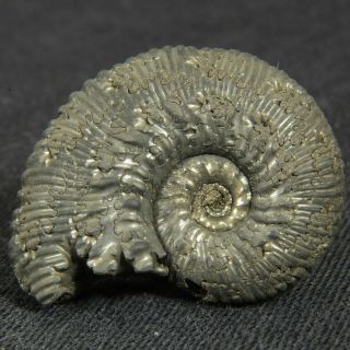 1in (2.  5cm) Pyrite Ammonite Kosmoceras Proniae Jurassic Callovian Fossil Russia