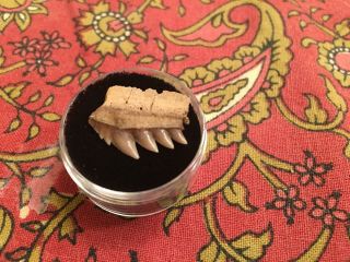 Fossil Seven Gill (cow Shark) Tooth - Virginia