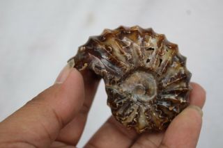 Natural Polished " Goat Horn " Fossil Ammonite Douvilleiceras Madagascar 97g