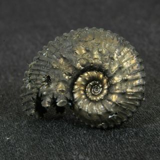 0.  9in (2.  2cm) Pyritized Ammonite Kosmoceras Jurassic Callovian Russian Fossils