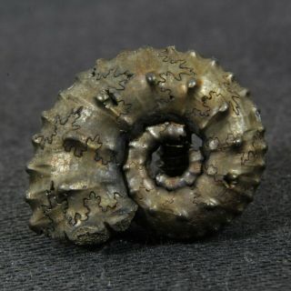 0.  7in (1.  7cm) Pyritized Ammonite Kosmoceras Jurassic Callovian Russian Fossil