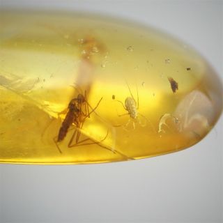 Burmite Amber Fossil Insect 100 Million Years Old 1.  5ct Age Of Dinosaurs