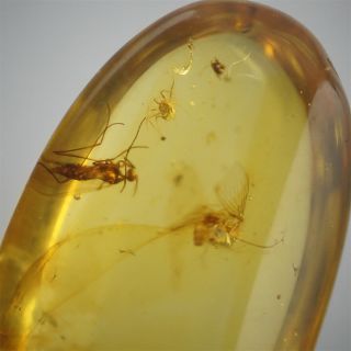 Burmite Amber Fossil insect 100 million years old 1.  5ct Age of Dinosaurs 2