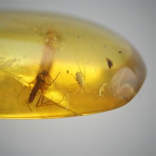 Burmite Amber Fossil insect 100 million years old 1.  5ct Age of Dinosaurs 3