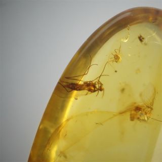 Burmite Amber Fossil insect 100 million years old 1.  5ct Age of Dinosaurs 4