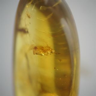 Burmite Amber Fossil insect 100 million years old 1.  5ct Age of Dinosaurs 5