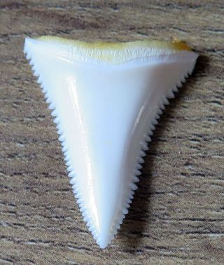 1.  150 " Lower Nature Modern Great White Shark Tooth (teeth)