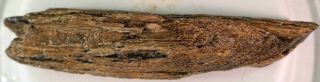 Petrified Wood Limb Cast For Display Or Rough Long Piece 1 14.  6 Oz.