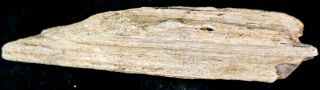 Petrified Wood Limb Cast for Display or Rough Long Piece 1 14.  6 oz. 3