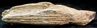 Petrified Wood Limb Cast for Display or Rough Long Piece 1 14.  6 oz. 4