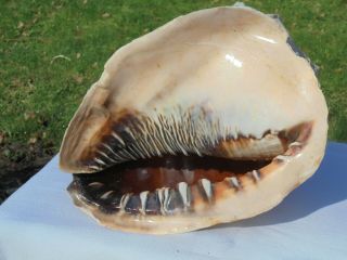 Large King Queen Conch Shell Tiger Striped 11 " Tall X 8 " Wide Approx 4lbs
