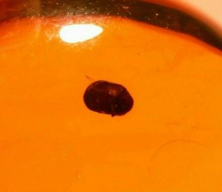 Rare Corylophid Beetle With Gall Gnat In Authentic Dominican Amber Fossil Gem