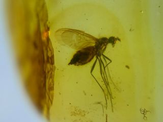 Big Belly Unknown Fly Burmite Myanmar Burmese Amber Insect Fossil Dinosaur Age