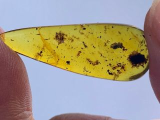 Beetle&unknown Bug&cicada Skin Burmite Myanmar Amber Insect Fossil Dinosaur Age