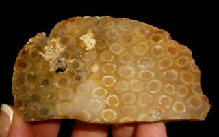 Dino: Faced Petrified Coral Specimen,  Morocco - 42 G - Fantastic Display
