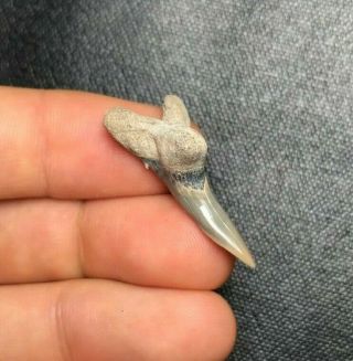 Rare 1.  23 " Lee Creek Aurora Hemipristis Serra Shark Tooth Teeth Megalodon Meg