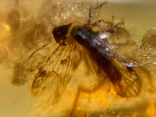 Flying Unique Cicada Burmite Myanmar Burmese Amber Insect Fossil Dinosaur Age